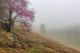 У камня / Осенний туман потихоньку заполнял всю долину