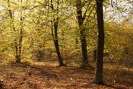 Золотая осень / Осенний лес