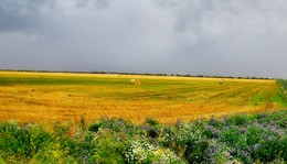 хлеба убрали / август, перед дождем, на полях неубранная солома