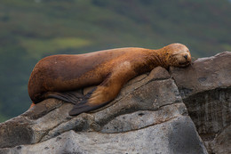Сладкий сон / Камчатка. Тихий океан. 
Морской лев сладко спит на одной из скал мыса Кекурный.

Фототур «Земля медведей» http://ratbud.livejournal.com/23309.html