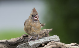 Juvenile Northern Cardinal (female) / молодняк Северный Кардинал-самка

То , что первое бросается в глаза то,что оперение у молодой птицы отличается от взрослой особи своей &quot;неряшливостью&quot; и неустоявшийся перьевой окрас. Ну и кушают не аккуратно и выглядят смешно...детки ведь)))