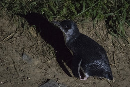 ну очень &quot;МАЛЫЙ ПИНГВИН&quot; / ночь выход пингвинов на сушу на ночлег