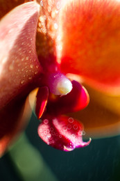 Phalaenopsis / Орхидея