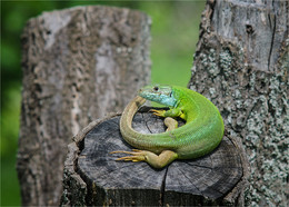 Из жизни отдыхающих ... / Зелёная ящерица (Lacerta viridis)