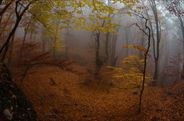 Сказки осени ........ / Крым, горы, туман