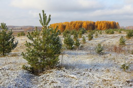 Первый снег / ноябрь, снег