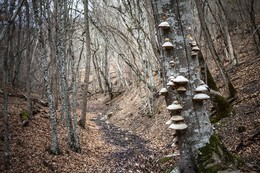 грибные места / в лесу