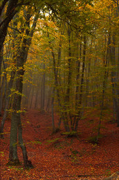 В шуршащей тишине ...... / Крым, горы, осень, лес