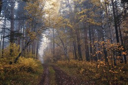 Осень в лесу. / ***