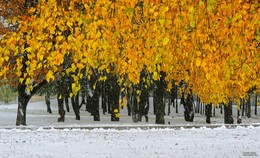 борьба зимы и осени в начале ноября / снегопад на окраине Гомеля 2 ноября 2016 года. Еще желтые листья берез