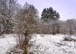 Снег кружится, летает и тает / Такого снегопада, такого снегопада 
Давно не помнят здешние места. 
А снег не знал и падал, 
А снег не знал и падал, 
Земля была прекрасна, прекрасна и чиста. 
Снег кружится, летает, летает, 
И, позёмкою клубя, 
Заметает ноябрь, заметает.