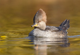 Hooded Merganser (female) / Хохлатый крохаль(самка)