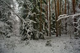 Зимний лес / лес снег сосны