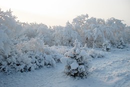 Художник &quot;Дед Мороз&quot; / Влажный туман и мороз нарисовали картину на деревьях.