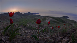 ,, Красные тюльпаны ...... / Крым, рассвет, горы, весна