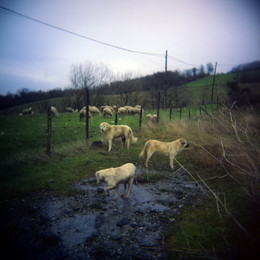 Собаки пасут овец в Radicofani зимой 2014, кажется / Собаки пасут овец в Radicofani зимой 2014, кажется