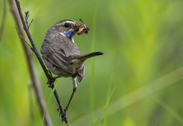 &quot;Вкусняшки детям!&quot; / варакуша лето