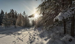 Следы на снегу / Зимний полдень