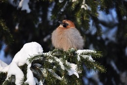 Зимняя сойка / Сойка,очень красивая птица,не боится холода (-35 - 40) Фотография сделана в Горной Шории 20 ноября 2016 года.