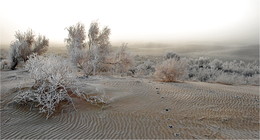 Встречая рассвет..... / Юг Казахстна в пустыне Бекпак-Дала (Северная Голодная степь)