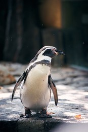 &nbsp; / пингвин, Прага, зоо.