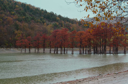 Осенний сон / дождливое утро на кипарисовом озере