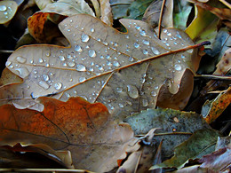 Осенний сон / &quot;Листьев прощальный марафон, дожди косые. Снова забавный маскарад нам дарит осень. Вся замирает земля, и льются слёзы…&quot;
