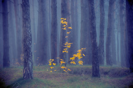 Осенний сон / осень в лесу