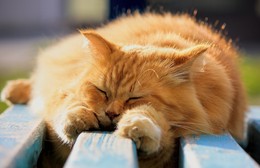 Осенний сон / Спящщщий на осеннем солнце рыжий кот