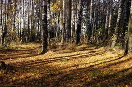 Осенний сон / Новостройки скоро займут и этот оазис