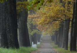 В ногу с туманом...... / Царское Село. Екатерининский парк. Октябрь