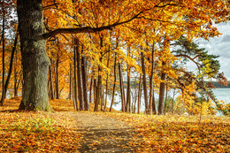 Лес рядом с лагуной / Осень изображение вблизи Каунасского лагуны