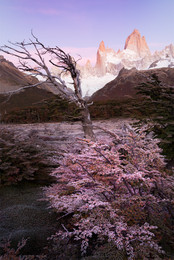 Frost (Иней) / В продолжение темы о Патагонии. На 2ой день пребывания на Фицрое бахнул заморозок, который буквально за день сменил цвет листвы с оранжево-зеленого на пурпурный.