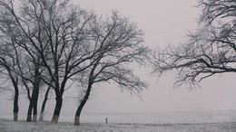 The trees and snowfall / no desctiption