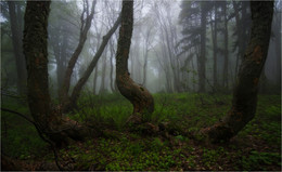 Тринити / Туманный весенний лес, горы Кавказа