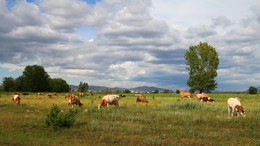 Пригородное пастбище / Коровки пасутся в пригороде на поляне