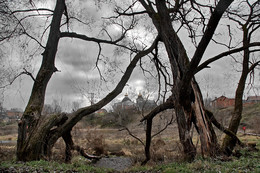 Старые деревья у реки Десна... / ...близ усадьбы Дубровицы.