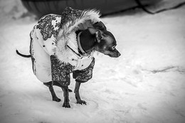 Улыбнуло) / Эта милая собачка упорно ждала свою юную хозяйку, которая каталась на снежной горке с подружками.