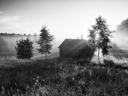 Березы у бани в Никулиной Горе летом 2013 / Березы у бани в Никулиной Горе летом 2013