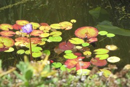 Просто красивый цветок / Just a beautiful flower