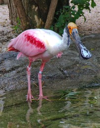 Розовая Колпица / Очень красива розовая колпица (лат. Platalea ajaja) — этот крайне редкий вид птиц семейства ибисовых, выделенный в самостоятельный род Ajaia, стоящий особняком.