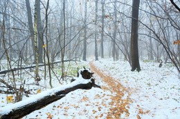 Здоровью моему полезен русский холод... / &quot;И с каждой осенью я расцветаю вновь,
 Здоровью моему полезен русский холод.
 К привычкам бытия вновь чувствую любовь, 
 Чредой слетает сон, чредой находит голод ...&quot;
 А.С.Пушкин