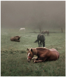 лошади / лошади, туман