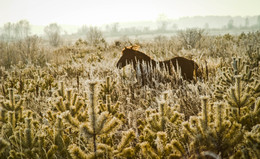 неожиданная встреча / морозное утро на заросшем сосенками поле