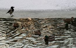 Ворона, утки и вечерний луч... / Самое теплое место на зимнем озере...
