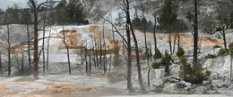 Соль земли / Соляные образования и испарения в горячих источниках Йеллоустонского Парка: Mammoth Hot Springs.