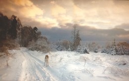 Пятничная зимовка / На прогулке в зимнем лесу произошла моя встреча с ещё молодым борзенышем.