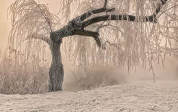 Тёплая графика морозного утра / мороз утро туман дерево иней камыш инопланетянин