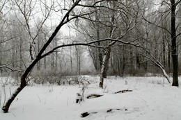 Зимний день / Окраина парка