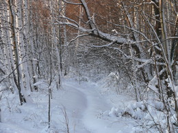 Зимний лес / зима
